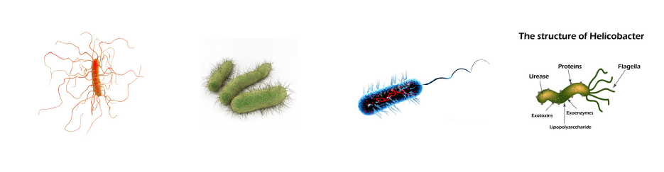 微生物介¾l? /><br />
</span>
</p>
<p>
<span style=